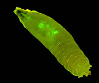 GFP-tagged Drosophila larva. Photo ? NIGHTSEA?/Charles Mazel